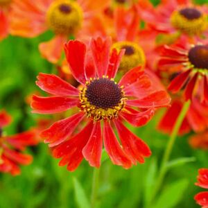 Helenium 'Moerheim Beauty' ---